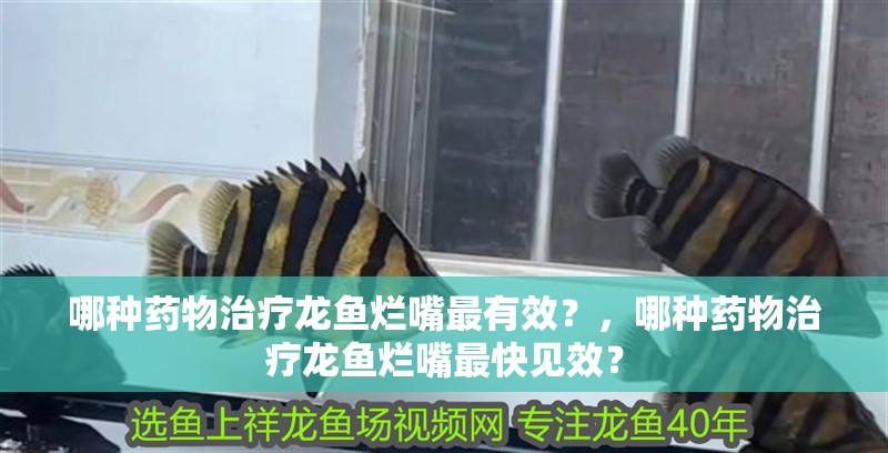 哪種藥物治療龍魚爛嘴最有效？，哪種藥物治療龍魚爛嘴最快見效？