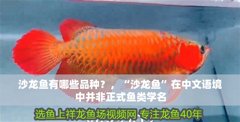 沙龍魚有哪些品種？，“沙龍魚”在中文語境中并非正式魚類學名