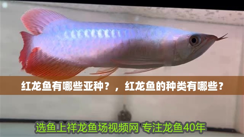 紅龍魚有哪些亞種？，紅龍魚的種類有哪些？