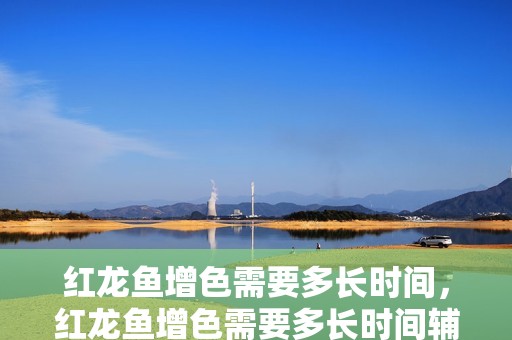 紅龍魚增色需要多長時間，紅龍魚增色需要多長時間輔助紅龍魚增色需要哪些營養