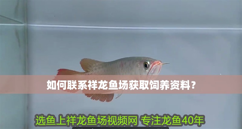 如何聯(lián)系祥龍魚場獲取飼養(yǎng)資料？