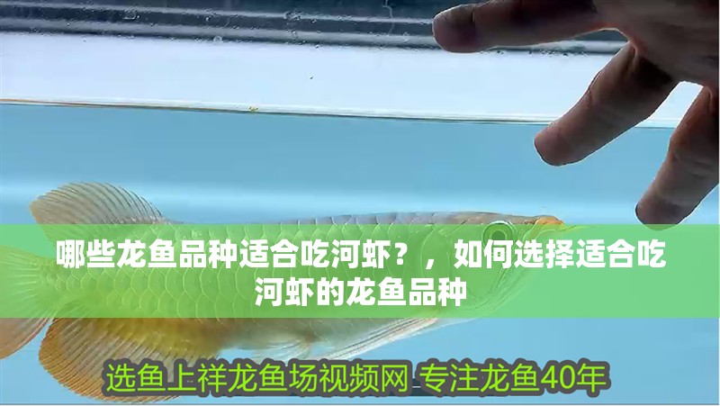 哪些龍魚品種適合吃河蝦？，如何選擇適合吃河蝦的龍魚品種