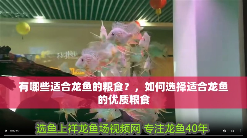 有哪些適合龍魚的糧食？，如何選擇適合龍魚的優質糧食