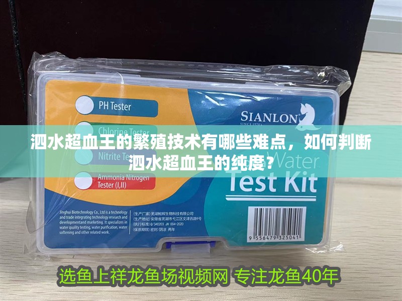泗水超血王的繁殖技術有哪些難點，如何判斷泗水超血王的純度？