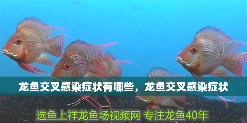 龍魚交叉感染癥狀有哪些，龍魚交叉感染癥狀