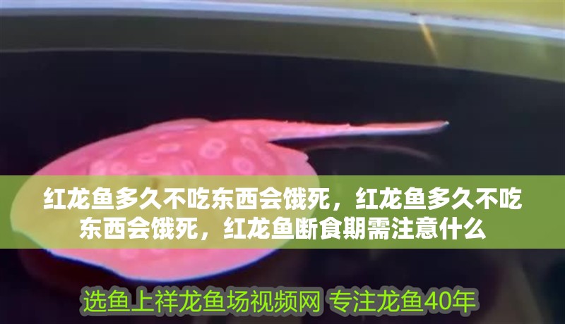 紅龍魚多久不吃東西會(huì)餓死，紅龍魚多久不吃東西會(huì)餓死，紅龍魚斷食期需注意什么