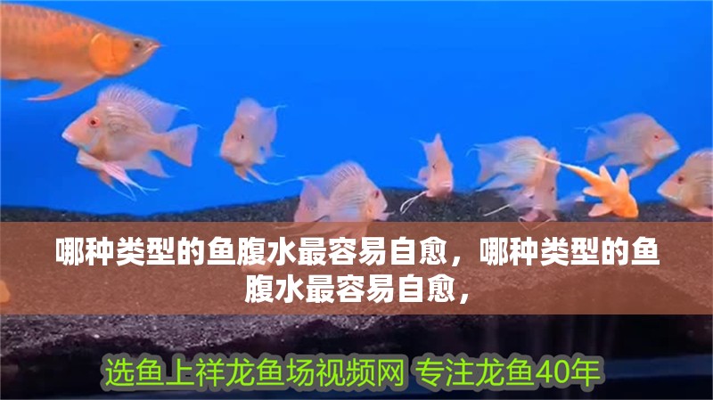 哪種類型的魚腹水最容易自愈，哪種類型的魚腹水最容易自愈，