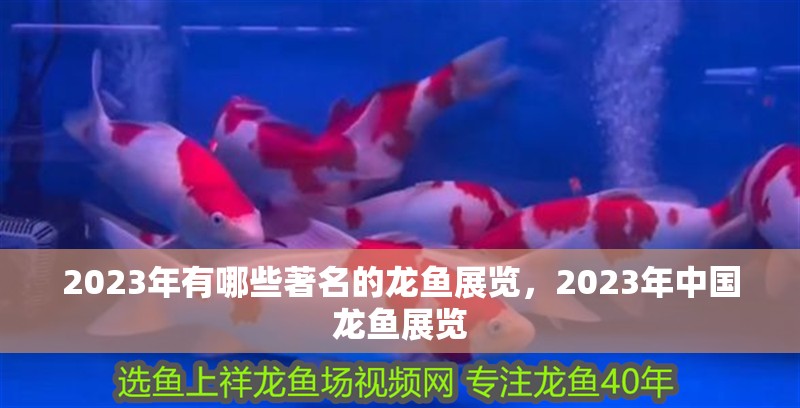 2023年有哪些著名的龍魚(yú)展覽，2023年中國(guó)龍魚(yú)展覽
