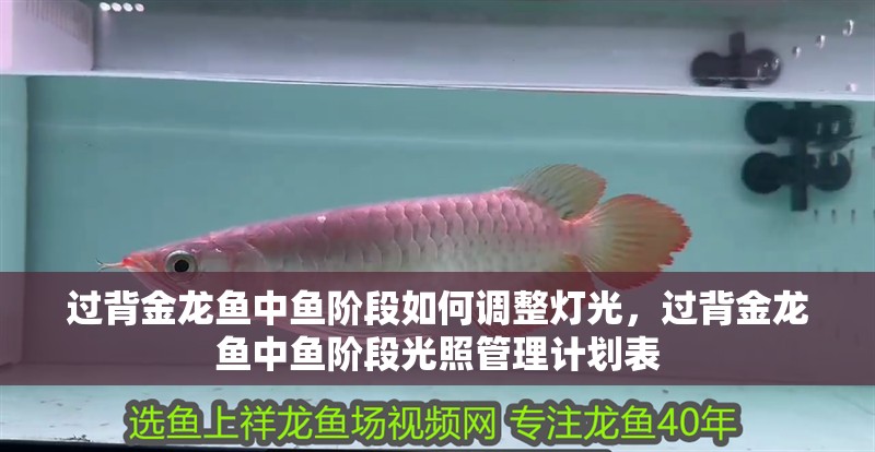 過背金龍魚中魚階段如何調整燈光，過背金龍魚中魚階段光照管理計劃表
