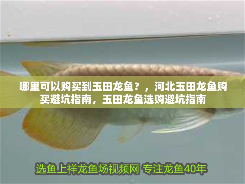 哪里可以購(gòu)買(mǎi)到玉田龍魚(yú)？，河北玉田龍魚(yú)購(gòu)買(mǎi)避坑指南，玉田龍魚(yú)選購(gòu)避坑指南