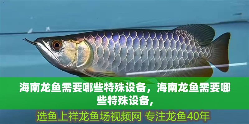 海南龍魚需要哪些特殊設(shè)備，海南龍魚需要哪些特殊設(shè)備,