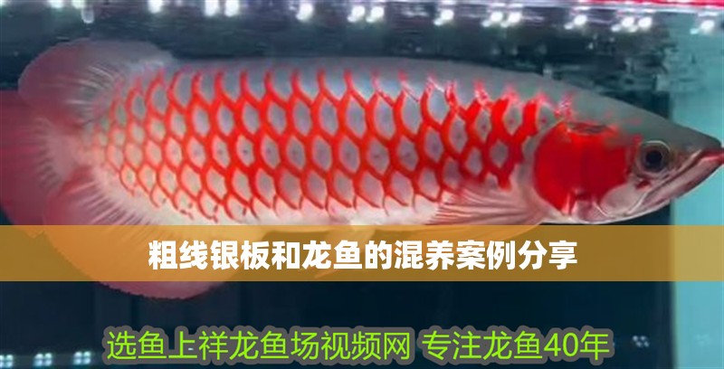 粗線銀板和龍魚的混養案例分享