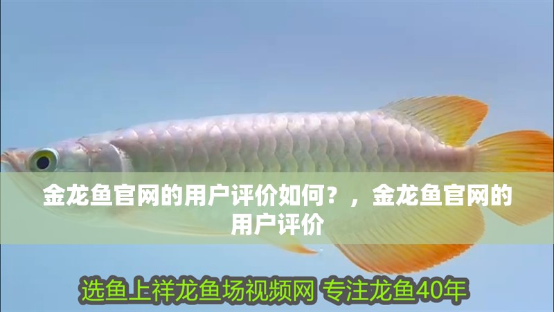 金龍魚官網的用戶評價如何？，金龍魚官網的用戶評價