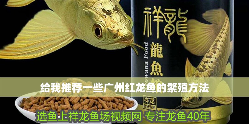 給我推薦一些廣州紅龍魚的繁殖方法
