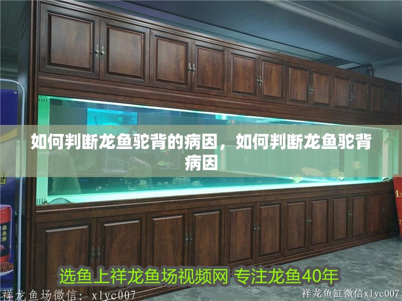 如何判斷龍魚駝背的病因，如何判斷龍魚駝背病因