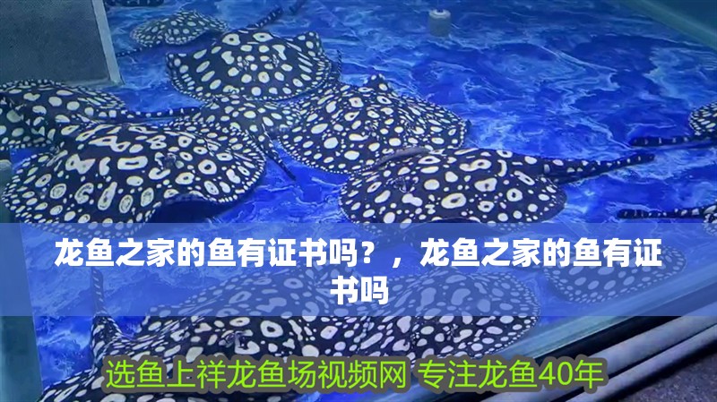 龍魚之家的魚有證書嗎？，龍魚之家的魚有證書嗎