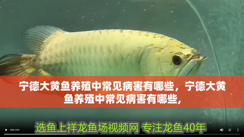 寧德大黃魚(yú)養(yǎng)殖中常見(jiàn)病害有哪些，寧德大黃魚(yú)養(yǎng)殖中常見(jiàn)病害有哪些,