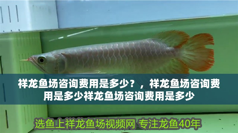 祥龍魚場咨詢費用是多少？，祥龍魚場咨詢費用是多少祥龍魚場咨詢費用是多少