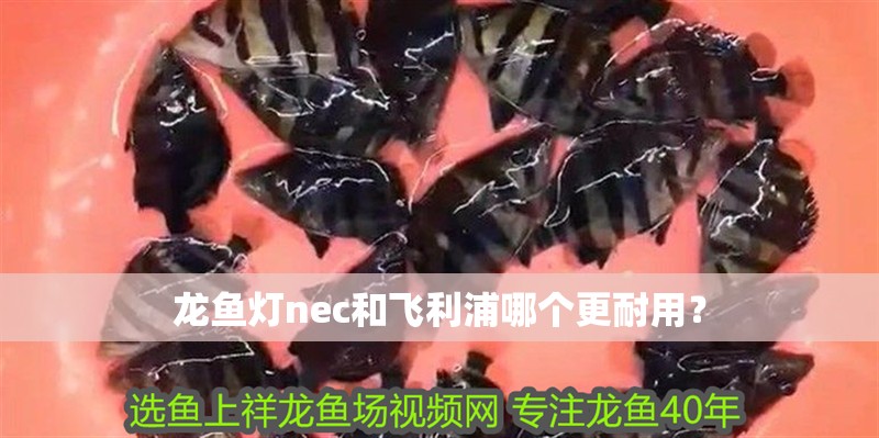 龍魚(yú)燈nec和飛利浦哪個(gè)更耐用？