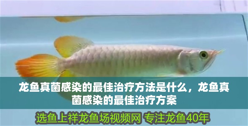 龍魚真菌感染的最佳治療方法是什么，龍魚真菌感染的最佳治療方案