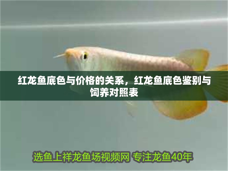 紅龍魚底色與價格的關系，紅龍魚底色鑒別與飼養對照表