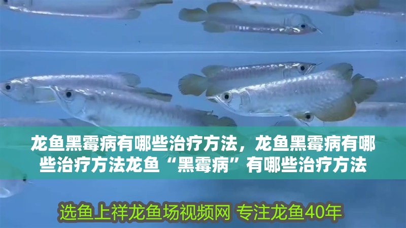 龍魚黑霉病有哪些治療方法，龍魚黑霉病有哪些治療方法龍魚“黑霉病”有哪些治療方法