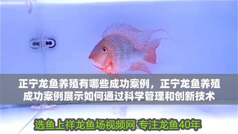 正寧龍魚養(yǎng)殖有哪些成功案例，正寧龍魚養(yǎng)殖成功案例展示如何通過科學(xué)管理和創(chuàng)新技術(shù)