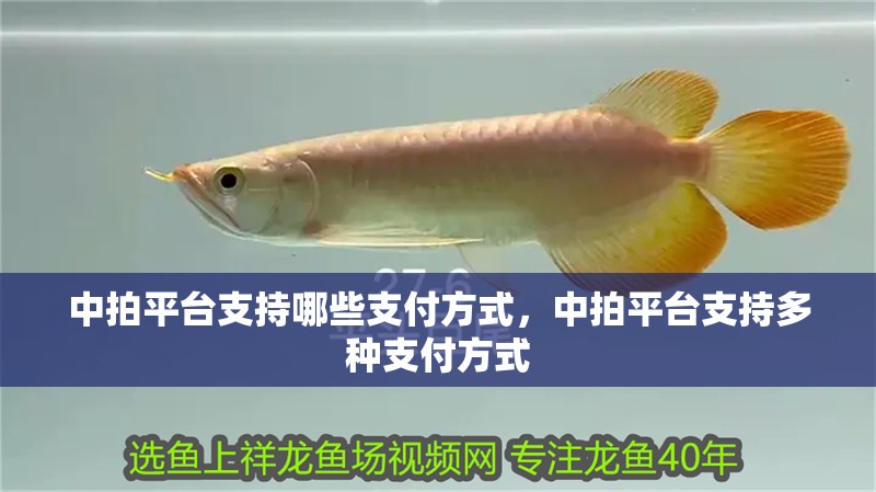 中拍平臺支持哪些支付方式，中拍平臺支持多種支付方式