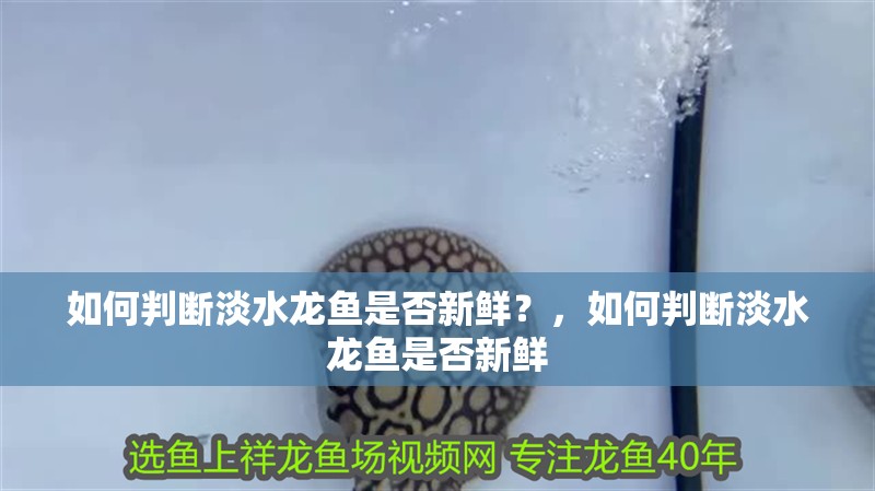 如何判斷淡水龍魚是否新鮮？，如何判斷淡水龍魚是否新鮮