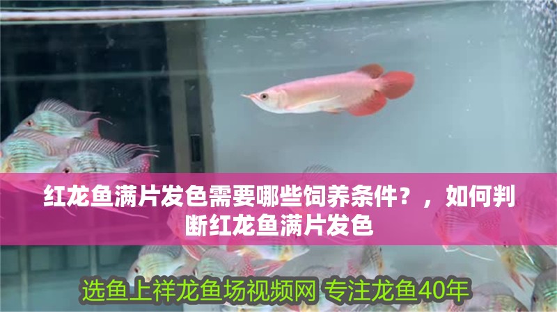 紅龍魚滿片發(fā)色需要哪些飼養(yǎng)條件？，如何判斷紅龍魚滿片發(fā)色