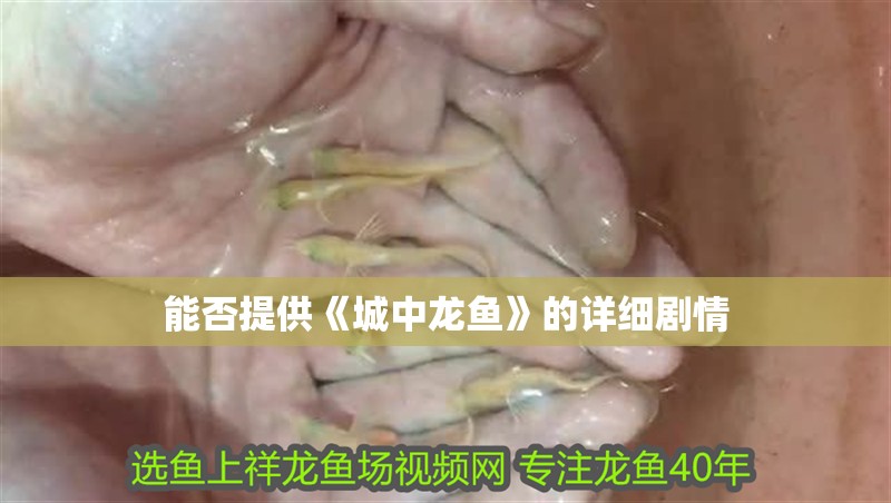 能否提供《城中龍魚》的詳細(xì)劇情