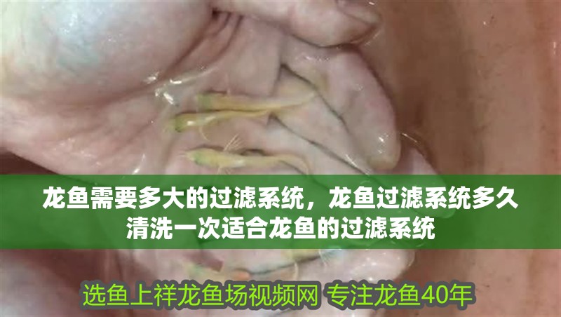 龍魚需要多大的過濾系統，龍魚過濾系統多久清洗一次適合龍魚的過濾系統