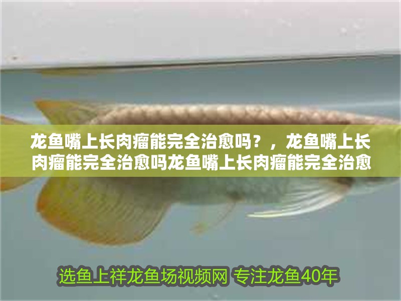 龍魚嘴上長肉瘤能完全治愈嗎？，龍魚嘴上長肉瘤能完全治愈嗎龍魚嘴上長肉瘤能完全治愈嗎