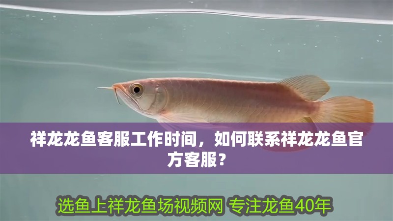 祥龍龍魚客服工作時間，如何聯系祥龍龍魚官方客服？