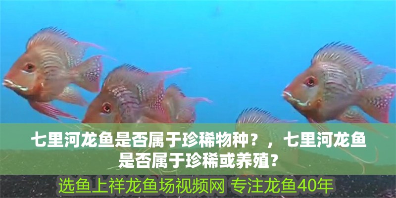 七里河龍魚是否屬于珍稀物種？，七里河龍魚是否屬于珍稀或養殖？