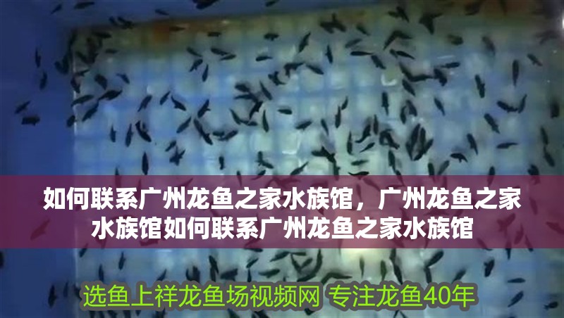 如何聯系廣州龍魚之家水族館，廣州龍魚之家水族館如何聯系廣州龍魚之家水族館
