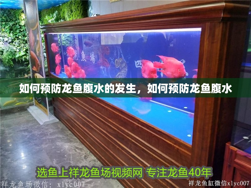 如何預防龍魚腹水的發生，如何預防龍魚腹水