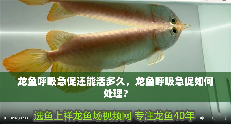龍魚呼吸急促還能活多久，龍魚呼吸急促如何處理？
