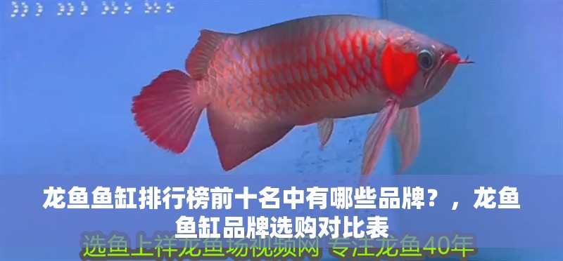 龍魚魚缸排行榜前十名中有哪些品牌？，龍魚魚缸品牌選購對比表