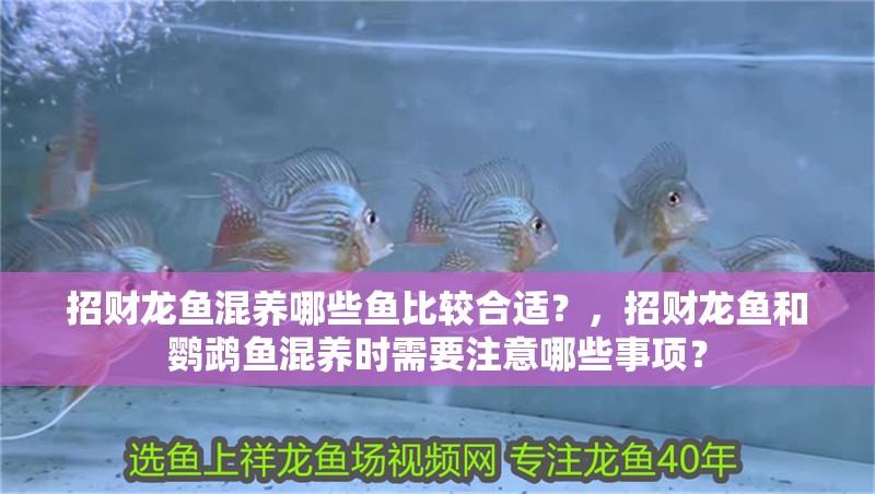招財龍魚混養哪些魚比較合適？，招財龍魚和鸚鵡魚混養時需要注意哪些事項？