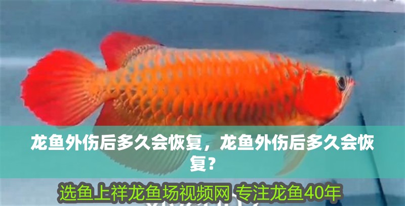 龍魚外傷后多久會(huì)恢復(fù)，龍魚外傷后多久會(huì)恢復(fù)？