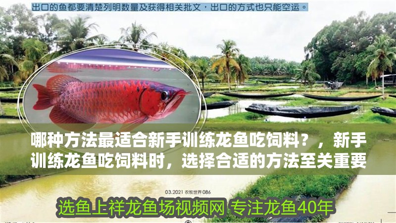 哪種方法最適合新手訓練龍魚吃飼料？，新手訓練龍魚吃飼料時，選擇合適的方法至關重要，至關重要