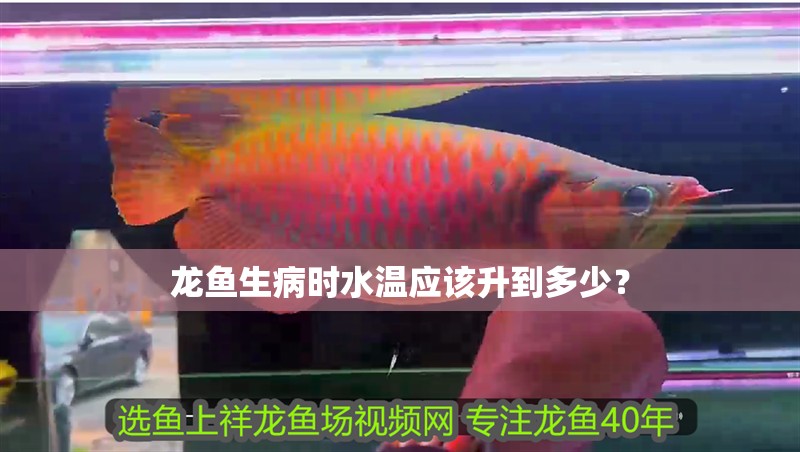 龍魚生病時水溫應該升到多少？