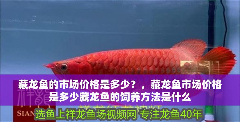 藏龍魚的市場價格是多少？，藏龍魚市場價格是多少藏龍魚的飼養(yǎng)方法是什么