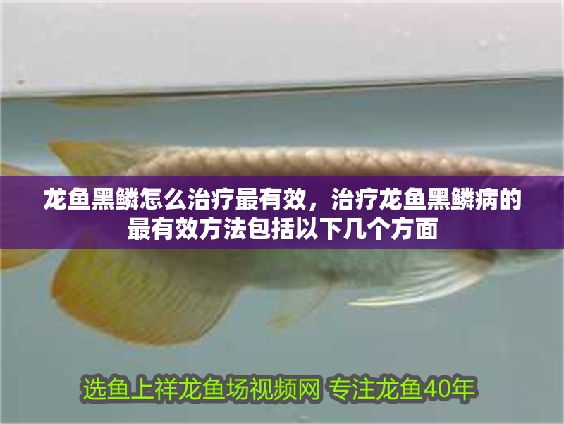 龍魚黑鱗怎么治療最有效，治療龍魚黑鱗病的最有效方法包括以下幾個方面