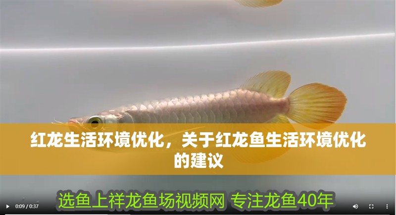 紅龍生活環境優化，關于紅龍魚生活環境優化的建議