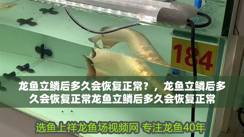 龍魚立鱗后多久會(huì)恢復(fù)正常？，龍魚立鱗后多久會(huì)恢復(fù)正常龍魚立鱗后多久會(huì)恢復(fù)正常