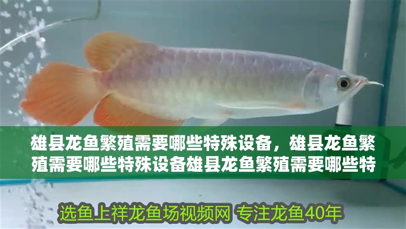 雄縣龍魚繁殖需要哪些特殊設備，雄縣龍魚繁殖需要哪些特殊設備雄縣龍魚繁殖需要哪些特殊設備