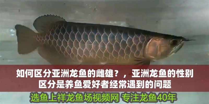 如何區分亞洲龍魚的雌雄？，亞洲龍魚的性別區分是養魚愛好者經常遇到的問題