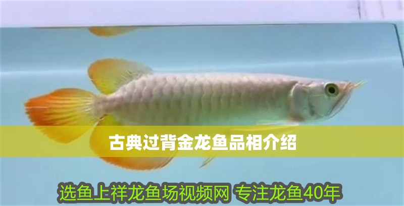 古典過背金龍魚品相介紹